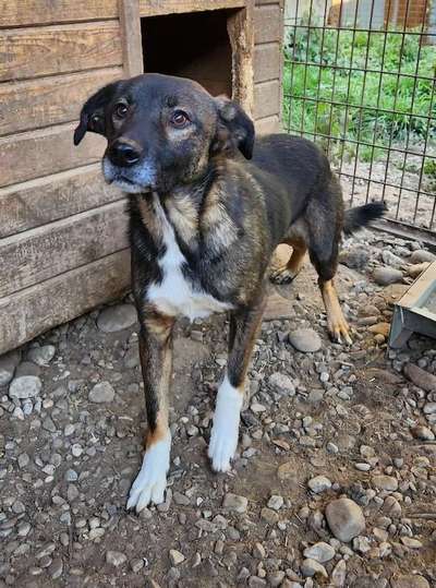 Tierschutzhunde suchen ein Zuhause-Beitrag-Bild