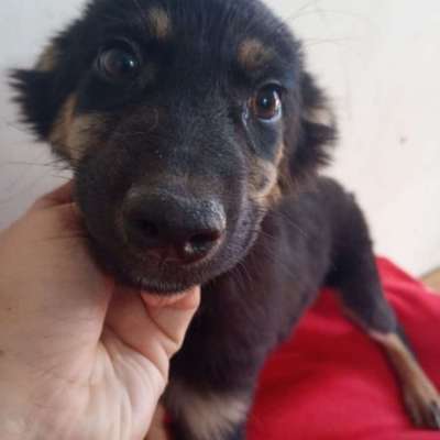 Tierschutzhunde suchen ein Zuhause-Beitrag-Bild