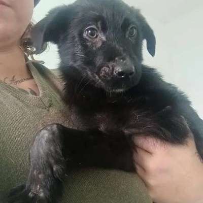 Tierschutzhunde suchen ein Zuhause-Beitrag-Bild