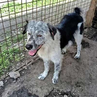 Tierschutzhunde suchen ein Zuhause-Beitrag-Bild