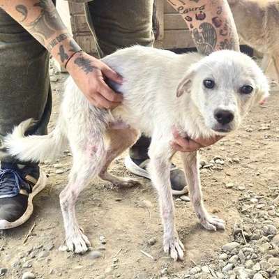 Tierschutzhunde suchen ein Zuhause-Beitrag-Bild
