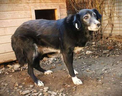 Tierschutzhunde suchen ein Zuhause-Beitrag-Bild