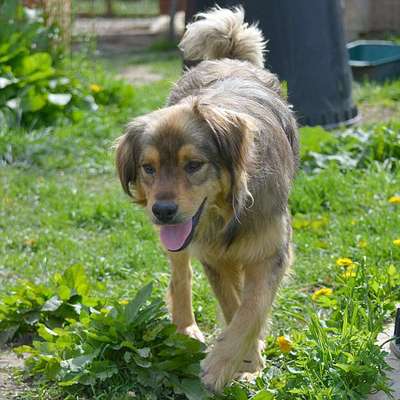 Tierschutzhunde suchen ein Zuhause-Beitrag-Bild