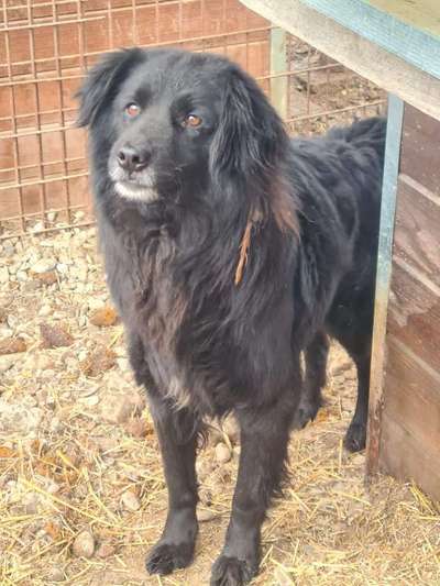 Tierschutzhunde suchen ein Zuhause-Beitrag-Bild