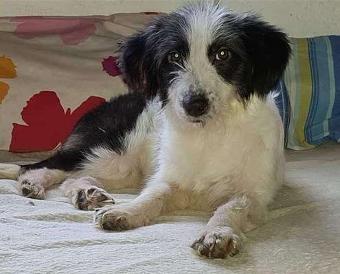 Tierschutzhunde suchen ein Zuhause-Beitrag-Bild