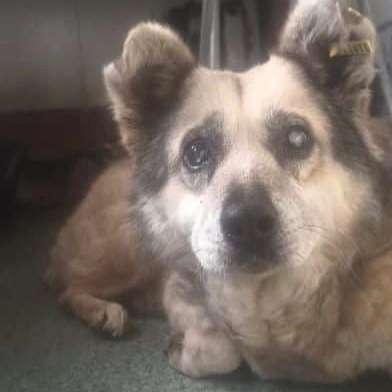 Tierschutzhunde suchen ein Zuhause-Beitrag-Bild