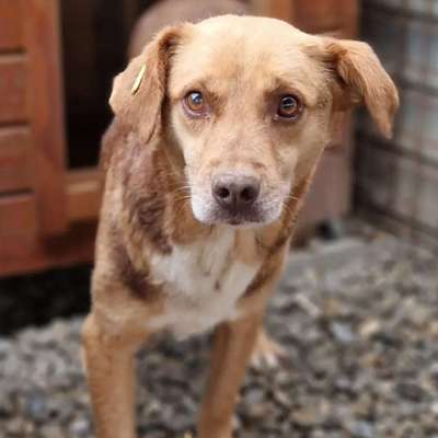 Tierschutzhunde suchen ein Zuhause-Beitrag-Bild