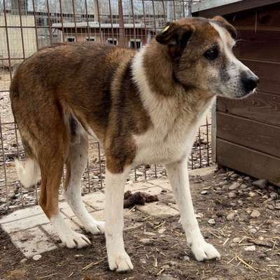 Tierschutzhunde suchen ein Zuhause-Beitrag-Bild