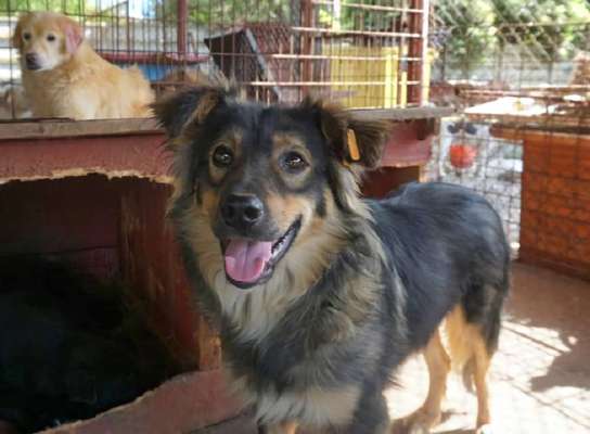 Tierschutzhunde suchen ein Zuhause-Beitrag-Bild