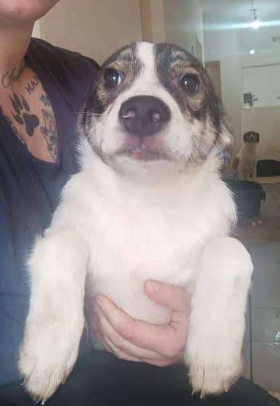 Tierschutzhunde suchen ein Zuhause-Beitrag-Bild