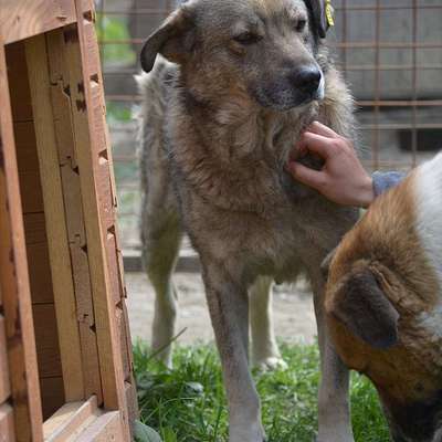Tierschutzhunde suchen ein Zuhause-Beitrag-Bild