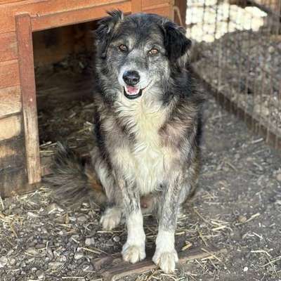 Tierschutzhunde suchen ein Zuhause-Beitrag-Bild