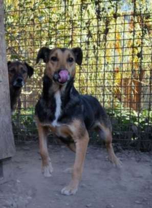 Tierschutzhunde suchen ein Zuhause-Beitrag-Bild