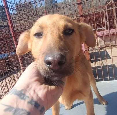 Tierschutzhunde suchen ein Zuhause-Beitrag-Bild