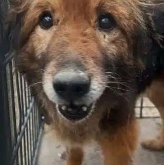 Tierschutzhunde suchen ein Zuhause-Beitrag-Bild