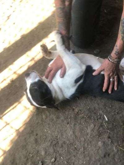 Tierschutzhunde suchen ein Zuhause-Beitrag-Bild