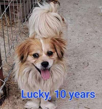 Tierschutzhunde suchen ein Zuhause-Beitrag-Bild