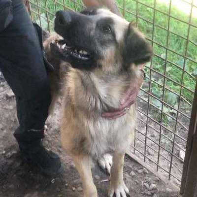 Tierschutzhunde suchen ein Zuhause-Beitrag-Bild