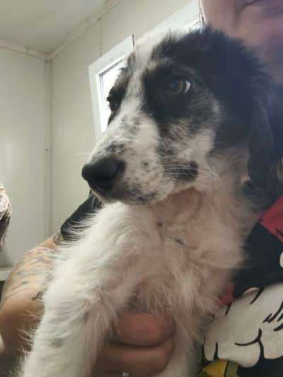 Tierschutzhunde suchen ein Zuhause-Beitrag-Bild