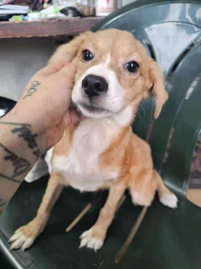 Tierschutzhunde suchen ein Zuhause-Beitrag-Bild