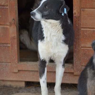 Tierschutzhunde suchen ein Zuhause-Beitrag-Bild