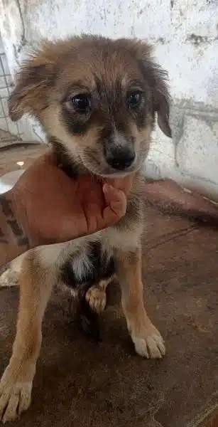 Tierschutzhunde suchen ein Zuhause-Beitrag-Bild