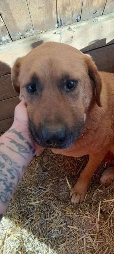 Tierschutzhunde suchen ein Zuhause-Beitrag-Bild