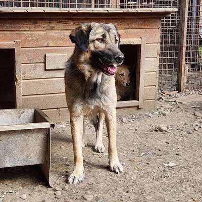 Tierschutzhunde suchen ein Zuhause-Beitrag-Bild