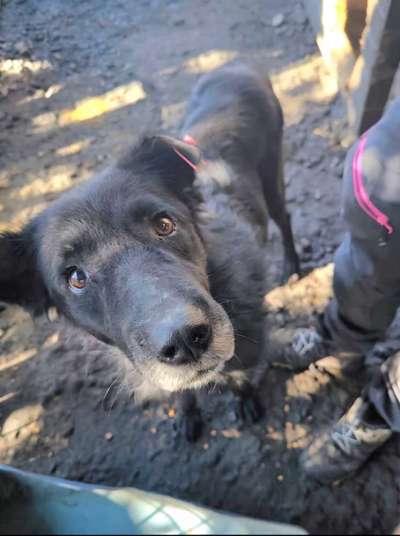Tierschutzhunde suchen ein Zuhause-Beitrag-Bild