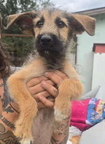 Tierschutzhunde suchen ein Zuhause-Beitrag-Bild