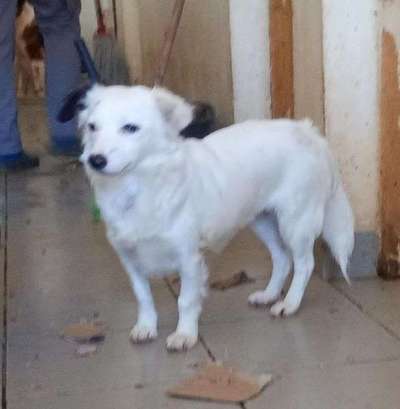 Tierschutzhunde suchen ein Zuhause-Beitrag-Bild