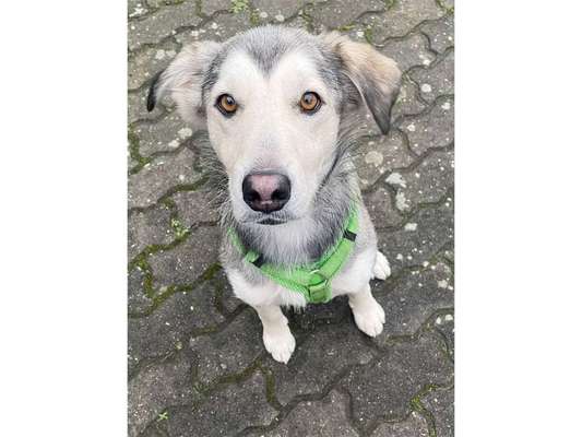 Tierschutzhunde suchen ein Zuhause-Beitrag-Bild