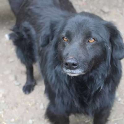 Tierschutzhunde suchen ein Zuhause-Beitrag-Bild