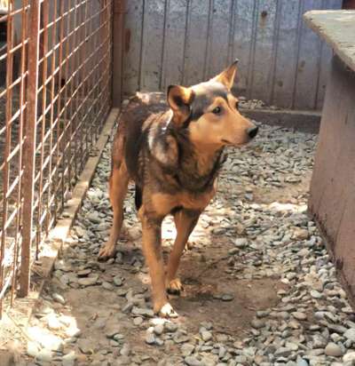 Tierschutzhunde suchen ein Zuhause-Beitrag-Bild