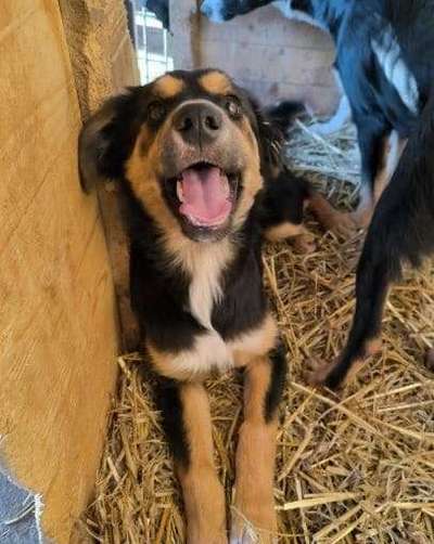 Tierschutzhunde suchen ein Zuhause-Beitrag-Bild