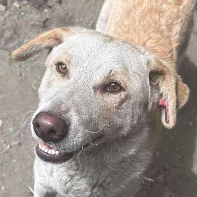 Tierschutzhunde suchen ein Zuhause-Beitrag-Bild