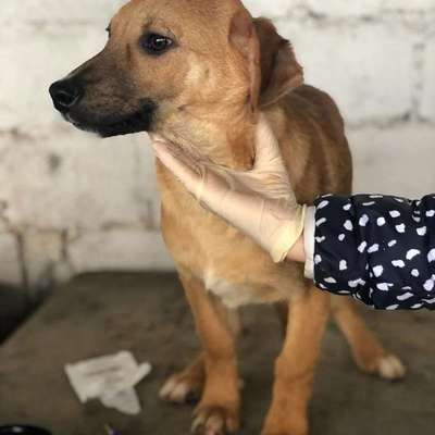 Tierschutzhunde suchen ein Zuhause-Beitrag-Bild