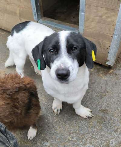Tierschutzhunde suchen ein Zuhause-Beitrag-Bild