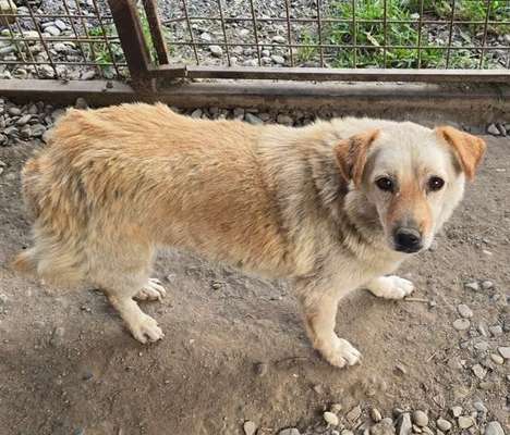 Tierschutzhunde suchen ein Zuhause-Beitrag-Bild