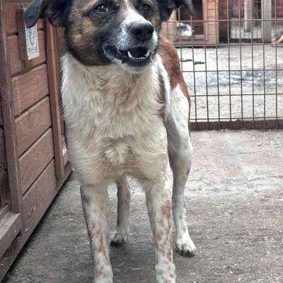 Tierschutzhunde suchen ein Zuhause-Beitrag-Bild