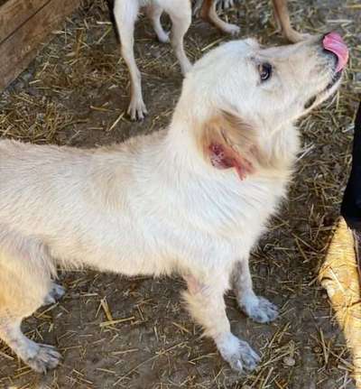 Tierschutzhunde suchen ein Zuhause-Beitrag-Bild