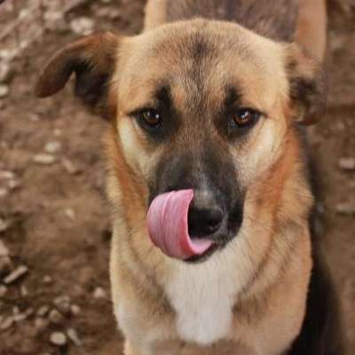 Tierschutzhunde suchen ein Zuhause-Beitrag-Bild