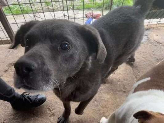 Tierschutzhunde suchen ein Zuhause-Beitrag-Bild