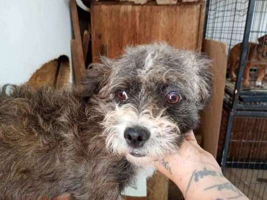 Tierschutzhunde suchen ein Zuhause-Beitrag-Bild