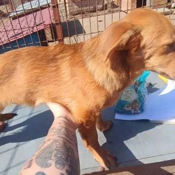 Tierschutzhunde suchen ein Zuhause-Beitrag-Bild