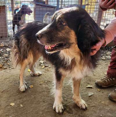 Tierschutzhunde suchen ein Zuhause-Beitrag-Bild