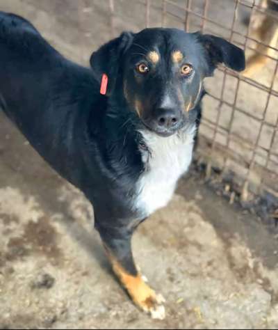 Tierschutzhunde suchen ein Zuhause-Beitrag-Bild