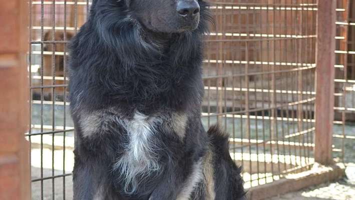 Tierschutzhunde suchen ein Zuhause-Beitrag-Bild