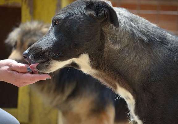 Tierschutzhunde suchen ein Zuhause-Beitrag-Bild
