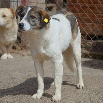 Tierschutzhunde suchen ein Zuhause-Beitrag-Bild